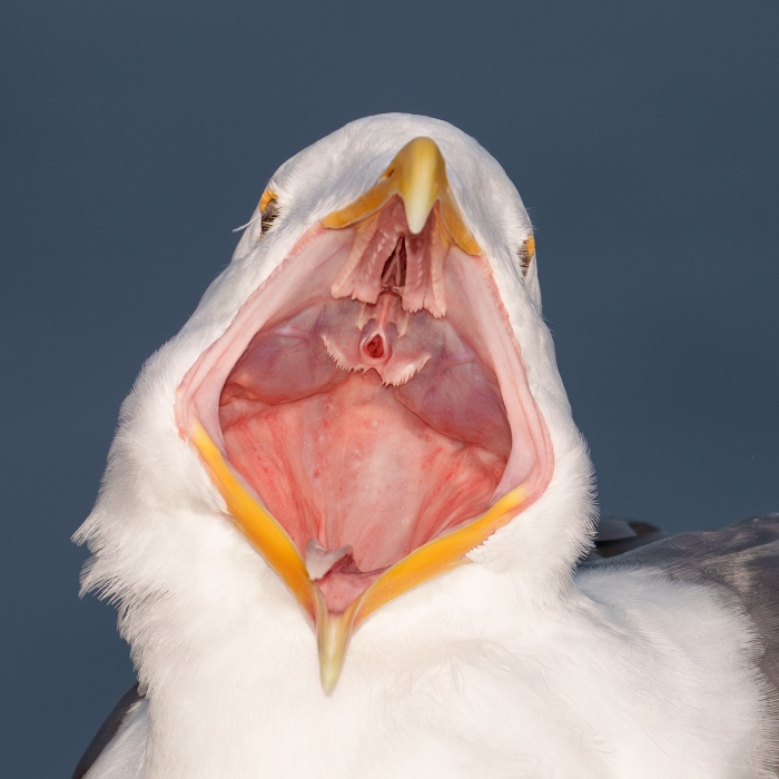 Western-Gull-2400-TIGHT-SQ-CROP-adult-wide-open-yawn-_DSC7598-La-Jolla-CA-Enhanced-NR