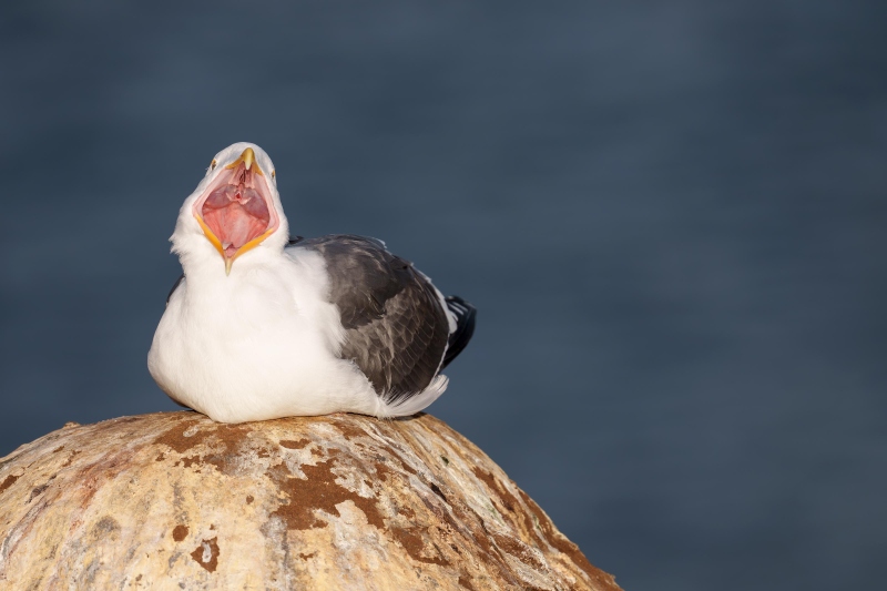 Western-Gull-3200-adult-wide-open-yawn-_DSC7598-La-Jolla-CA-Enhanced-NR