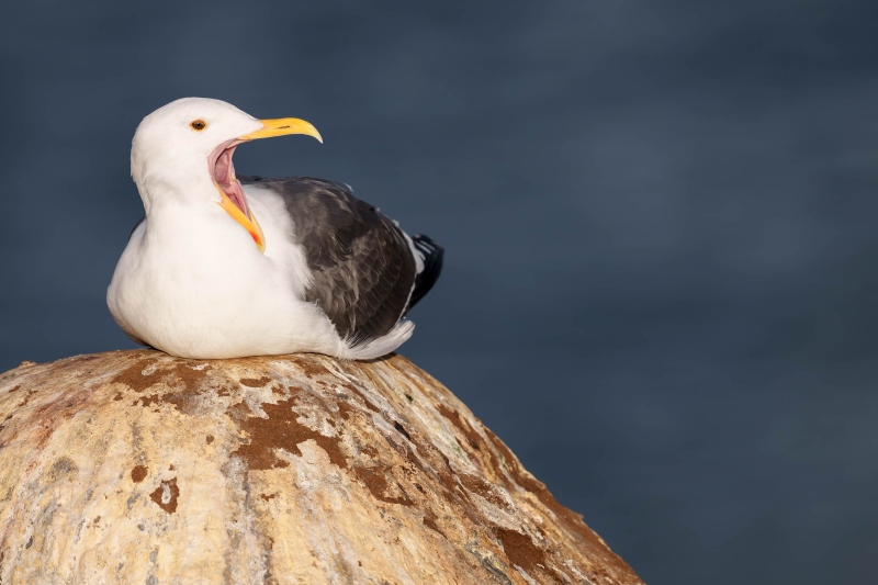 Western-Gull-3200-beginning-yawn-_DSC7574-La-Jolla-CA-Enhanced-NR