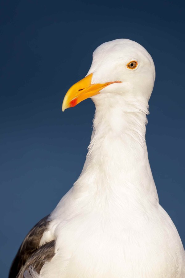 Western-Gull-3200-head-and-upper-breast-portrait-_DSC6703-La-Jolla-CA-Enhanced-NR