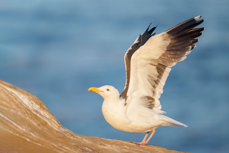 Western-Gull-3200-jumping-up-_DSC6994-La-Jolla-CA-Enhanced-NR