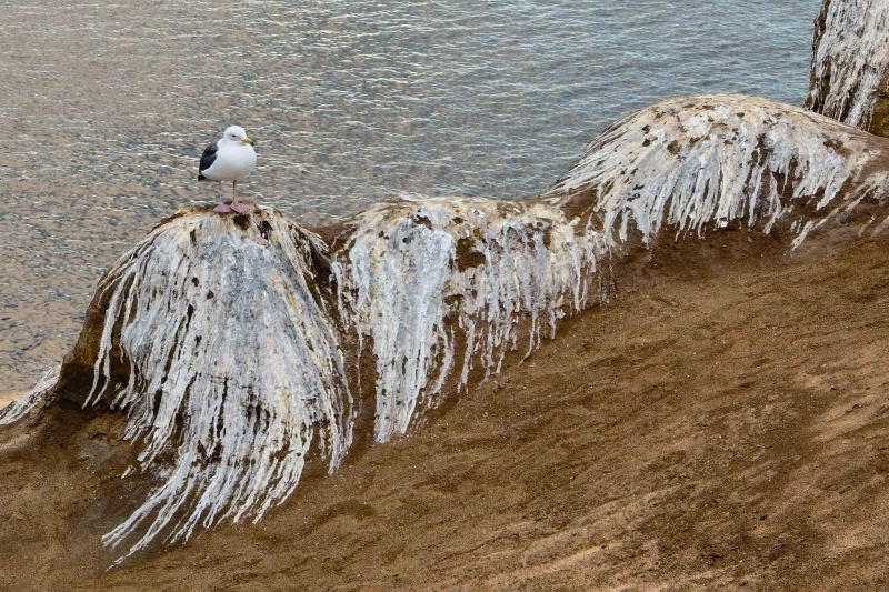 Western-Gull-3200-on-poop-covered-ridge-IMG_0621-Enhanced-NR