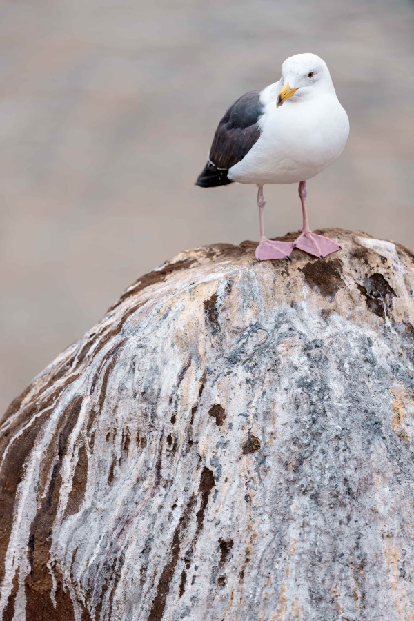 Western-Gull-3200-on-poop-covered-rock-_DSC6160-La-Jolla-CA-Enhanced-NR