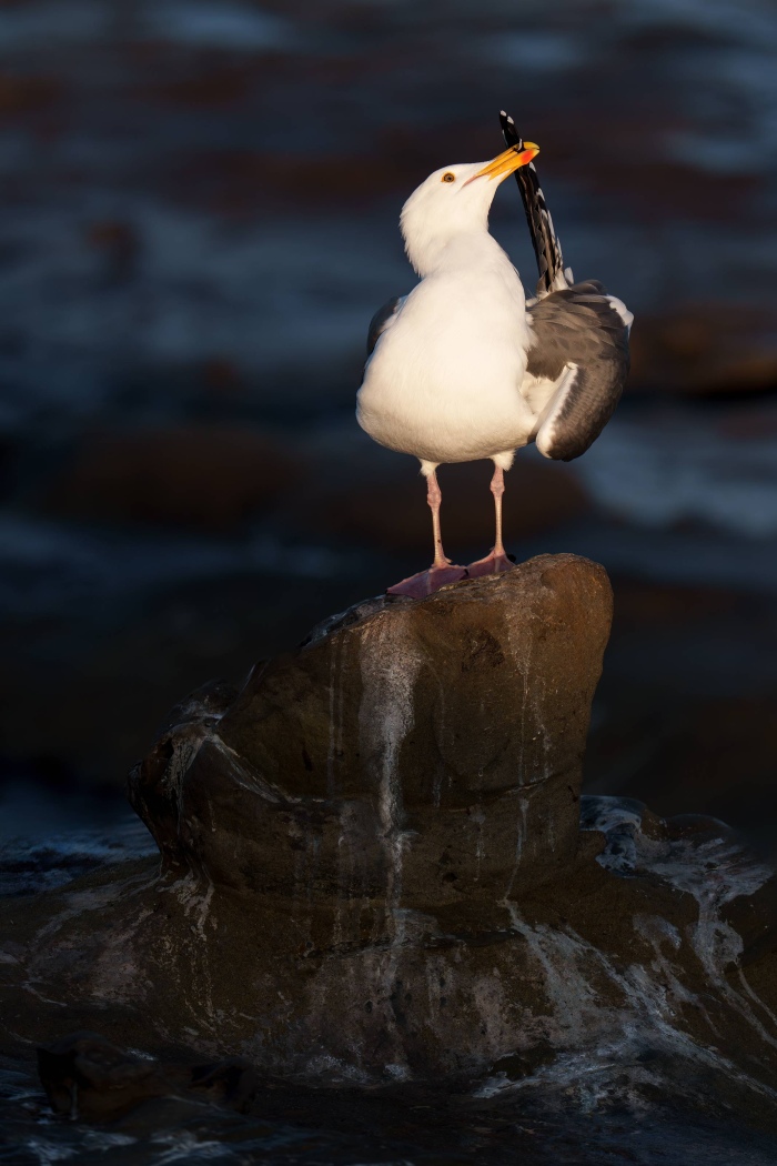 Western-Gull-3200-preening-primary-feathers-_DSC5922-La-Jolla-CAA-Enhanced-NR