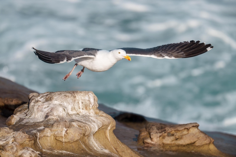 Western-Gull-3200-taking-flight-_DSC8213-La-Jolla-CA-Enhanced-NR