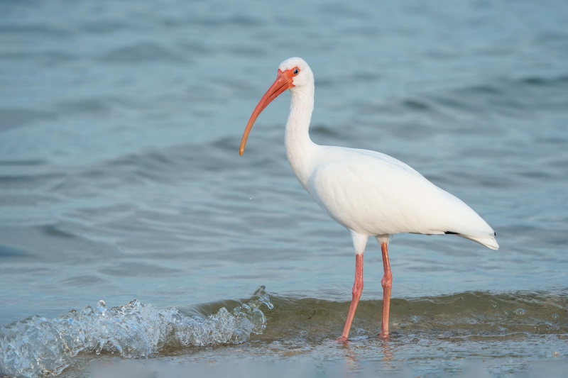 White-Ibis-3200-ELISAB_DSC9749-Sebastian-Inlet-State-Park-Sebastian-Florida-Enhanced-NR