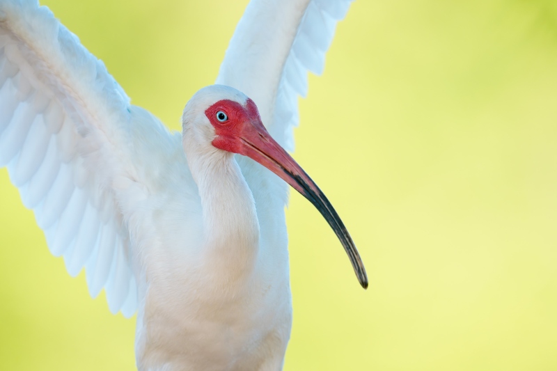 White-Ibis-3200-double-overhead-wing-stretch-_DSC5557-Brandon-FL-Enhanced-NR