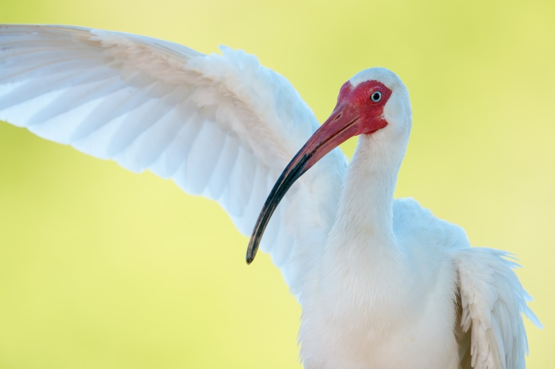 White-Ibis-3200-saluting-_DSC5434-Brandon-FL-Enhanced-NR