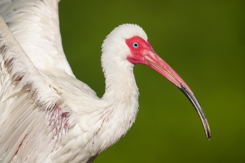 White-ibis-3200-wings-raised-_DSC5126-Brandon-FL-Enhanced-NR