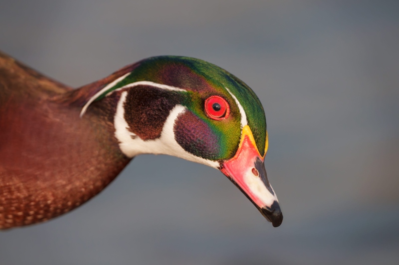 Wood-Duck-3200-LIGHTER-head-portrait-_DSC3945-Santee-Lake-Preserve-Santee-CA-Enhanced-NR