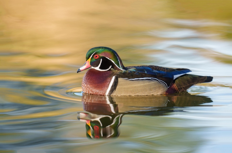 Wood-Duck-3200-drake-in-soft-light-_A1G6186-Santee-Lakes-Regional-Perk-CA-Enhanced-NR