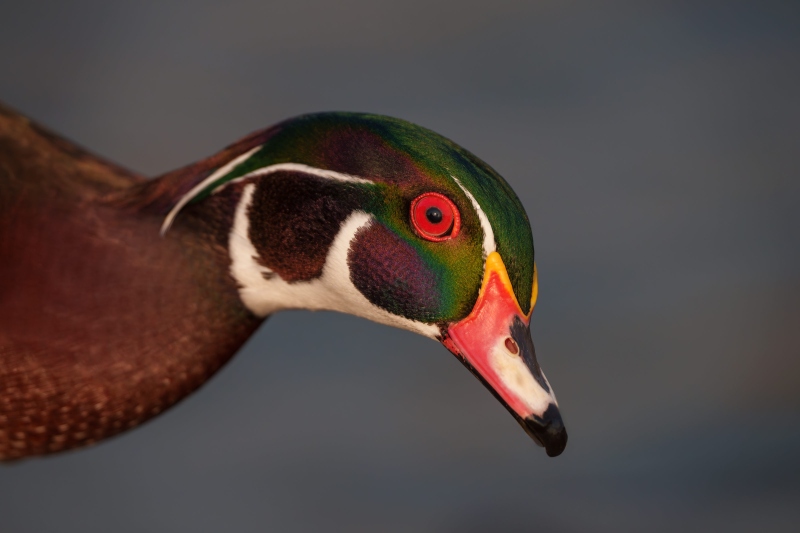 Wood-Duck-3200-head-portrait-_DSC3945-Santee-Lake-Preserve-Santee-CA-Enhanced-NR