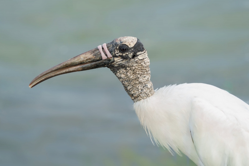 Wood-Stork-3200-ELISAB-_DSC0424-Sebastian-Inlet-State-Park-Sebastian-Florida-Enhanced-NR