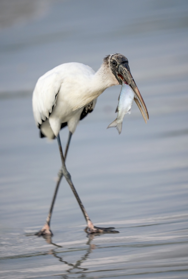 Wood-Stork-3200-with-Mullet-_DSC1797-Sebastian-Inlet-FL-Enhanced-NR