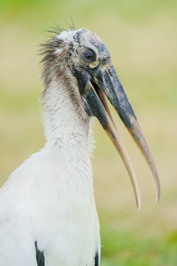 Wood-Stork-3200-with-bill-open-_DSC9791-Sebastian-Inlet-FL-Enhanced-NR