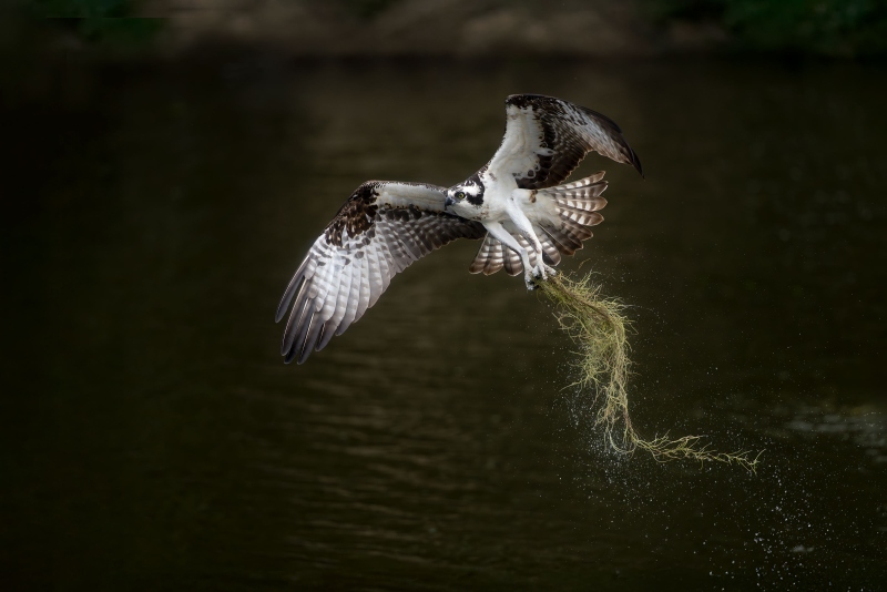 artie-version-3200-anita-_DSC1366-Florida-ILE-2025