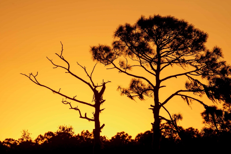 dead-and-live-pine-trees-3200-at-sunrise-_DSC2648-Indian-Lake-Estates-FL-Enhanced-NR