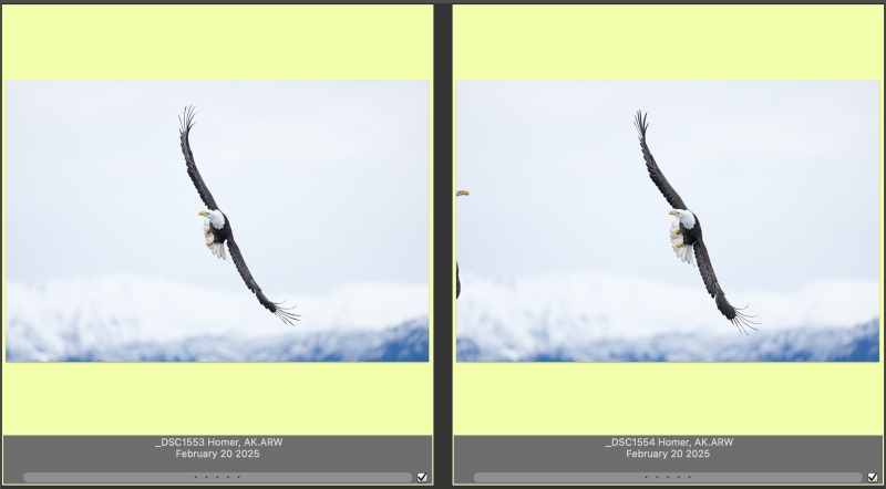 eagle-collision-prior-frames