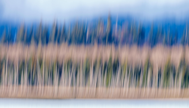 earthquake-drowned-grove-of-trees-3200-vertical-pan-blur-_DSC2686-Homer-AK-Enhanced-NR