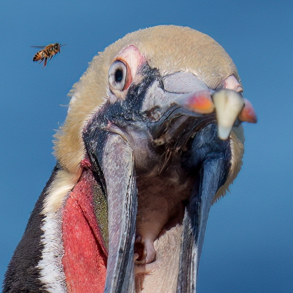 face-of-Brown-Pelican-and-Honeybee-_DSC8789-La-Jolla-CA-Enhanced-NR