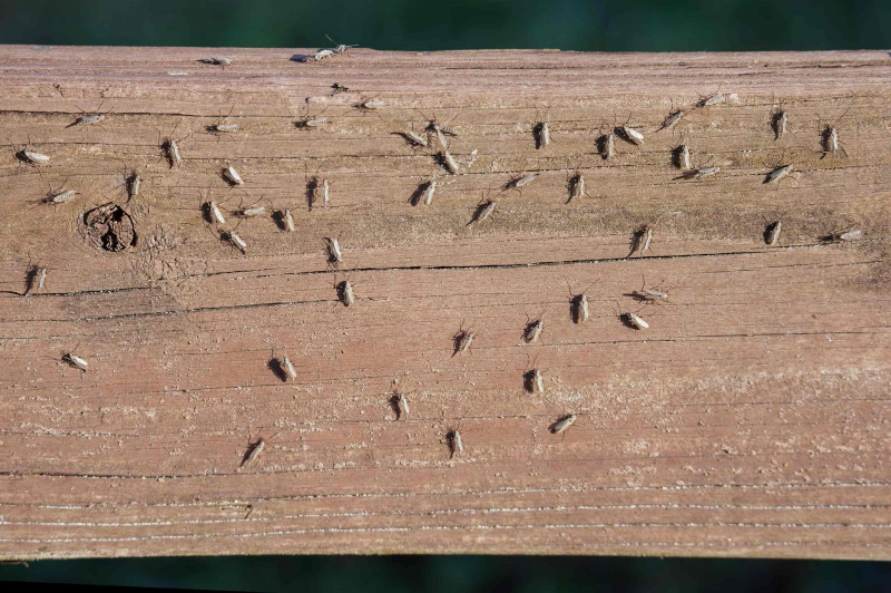 midges-3200-on-pier-railing-_DSC9647-Indian-Lake-Estates-FL-Enhanced-NR