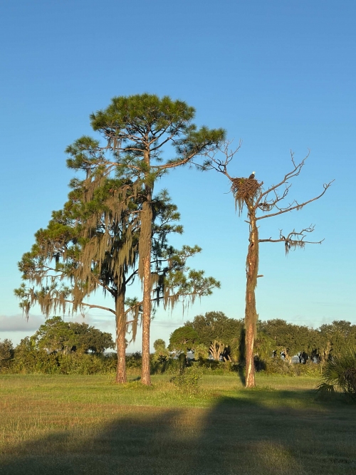 new-eagle-nest-before-Hurricane-Milton