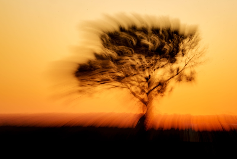 tree-3200-at-sunset-jiggle-blur-_DSC5562-Indian-Lake-Estates-FL-Enhanced-NR