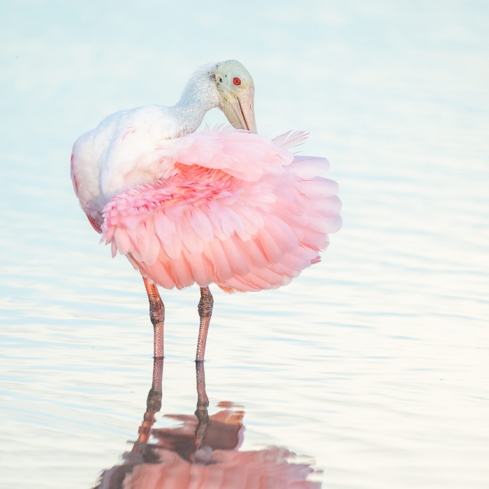 Roseate-Spoonbill-2400-preening-SQ-_A1B4161-Fort-DeSoto-Park-FL