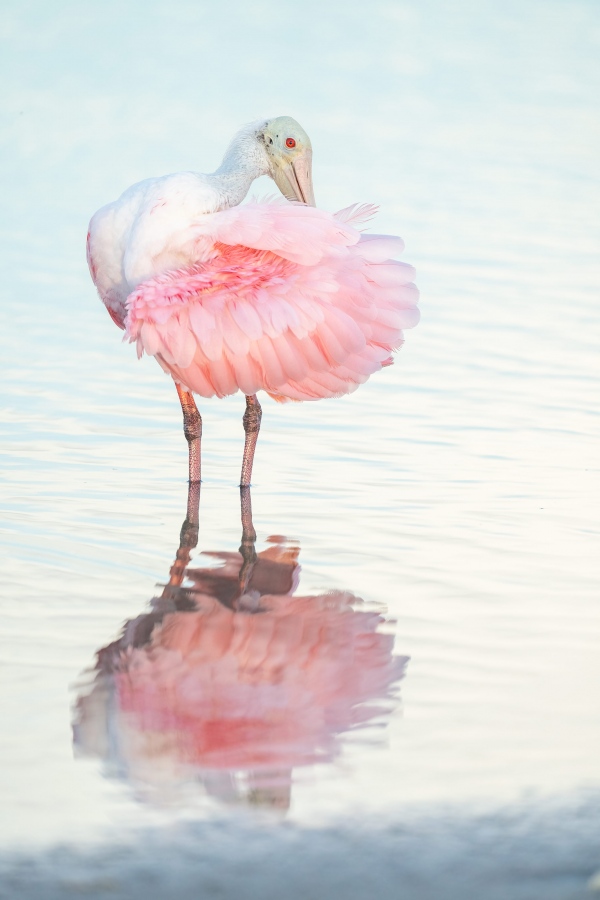 Roseate-Spoonbill-3200-preening-full-frame-2X3-_A1B4161-Fort-DeSoto-Park-FL