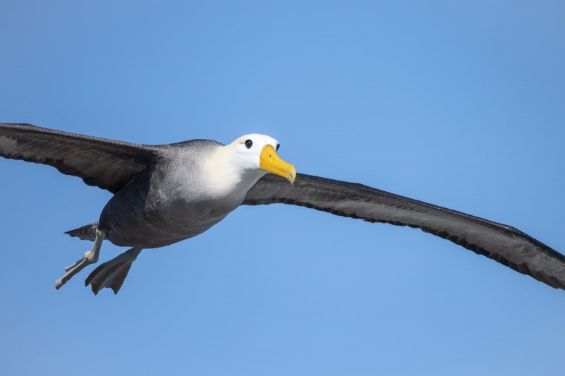 Waved-Albatross-3200-in-flight-_BUP8414-Punta-Suarez-Espanola-Hood-Island-Galapagos