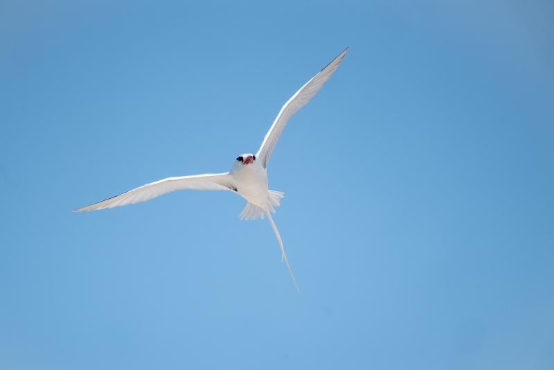 White-tailed-Tropicbird-3200-_A7R8142-Darwin-Bay-Tower-Island-Galapagos