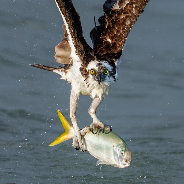 1_Osprey-1600-with-Yellowfin-Menhaden-Brevoortia-smithi-_A1G1650-Sebastian-Inlet-FL-Enhanced-NR