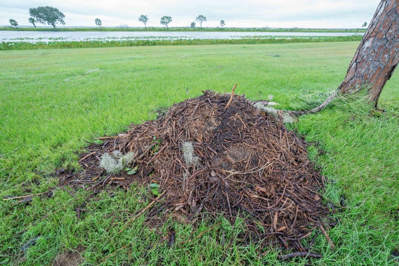 2022-23-Bald-Eagle-3200-nest-after-Hurricane-Milton-_DSC2306-Indian-Lake-Estates-FL-33855-Enhanced-NR