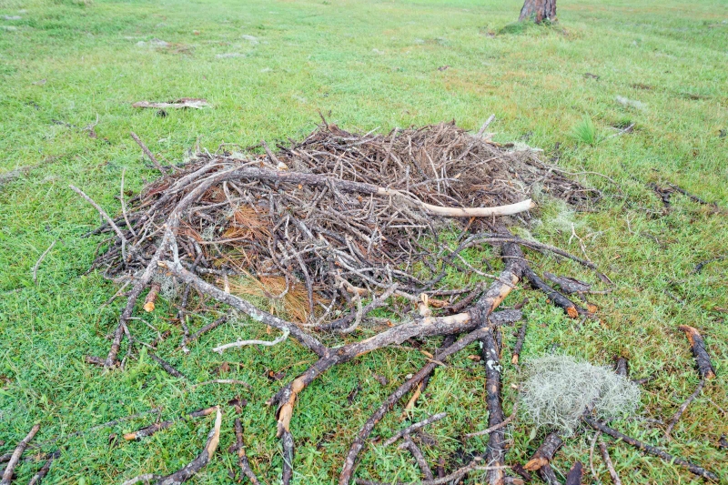 2024-Bald-Eagle-3200-nest-after-Hurricane-Milton-_DSC2284-Indian-Lake-Estates-FL-33855-Enhanced-NR