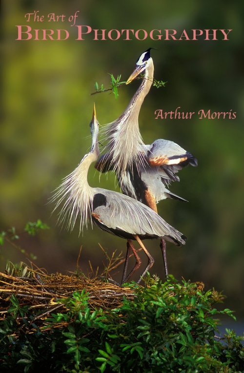 Ardea herodias; Great Blue Heron