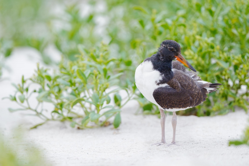 American-Oystercatcher-3200-PFB-juvenile-preening-_A936270-Nickerson-Beach-Park-LI-NY-Enhanced-NR