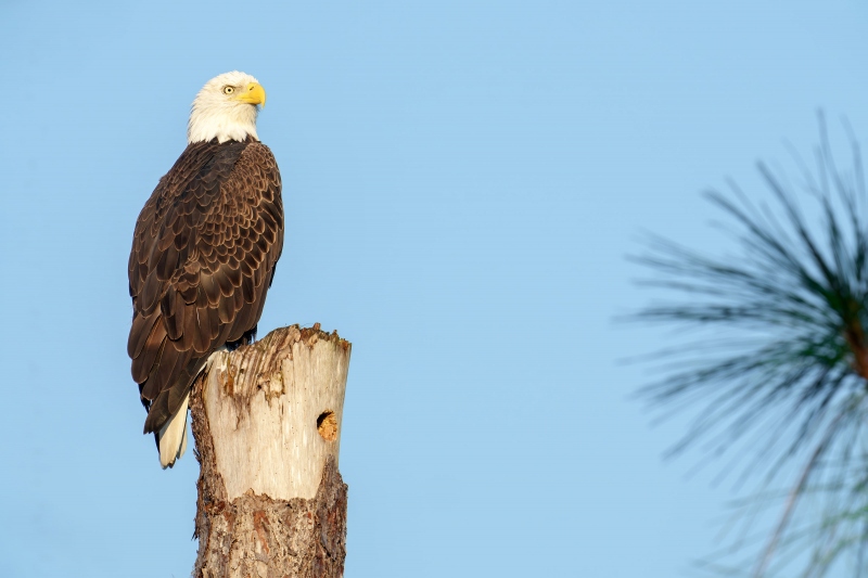 Bald-Eagle-3200-adult-above-old-est-tree-_DSC5218-Indian-Lake-Estates-FL-33855-Enhanced-NR