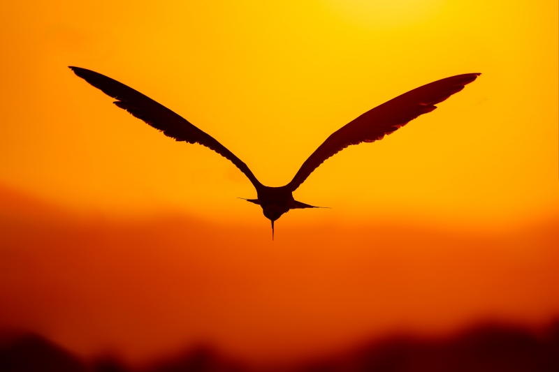 Black-Skimmer-3200-backlit-at-sunrise-Pat-FISHB-_A938432-Nickerson-Beach-Park-LI-NY-Enhanced-NR