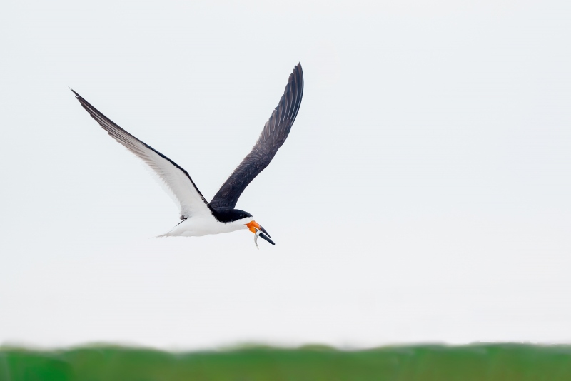 Black-Skimmer-3200-with-spearing-for-chick-Pat-FB-_A938748-Nickerson-Beach-Park-LI-NYA-Enhanced-NR