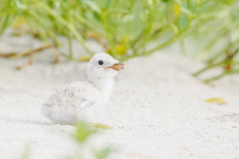 Black-Skimmer-small-chick-Pat-FB-_A935847-Nickerson-Beach-Park-LI-NY-Enhanced-NR