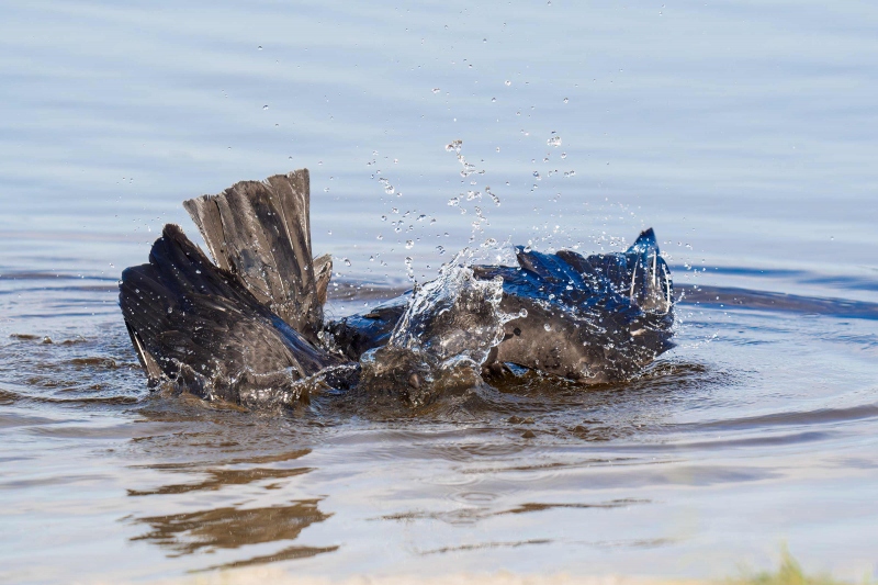 Black-Vulture-3200-bathing-_A936127-Indian-Lake-Estates-FL-33855-Enhanced-NR