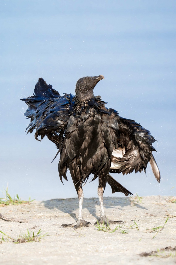 Black-Vulture-3200-eye-replaced-ruffling-after-bath-_A936372-Indian-Lake-Estates-FL-33855-Enhanced-NR