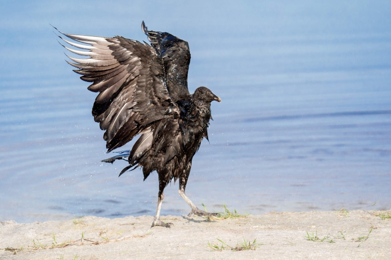 Black-Vulture-3200-flapping-after-bath