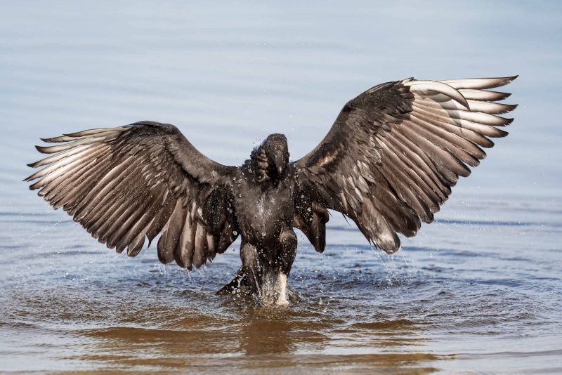 Black-Vulture-3200-flapping-during-bath-_A936173-Indian-Lake-Estates-FL-33855-Enhanced-NR