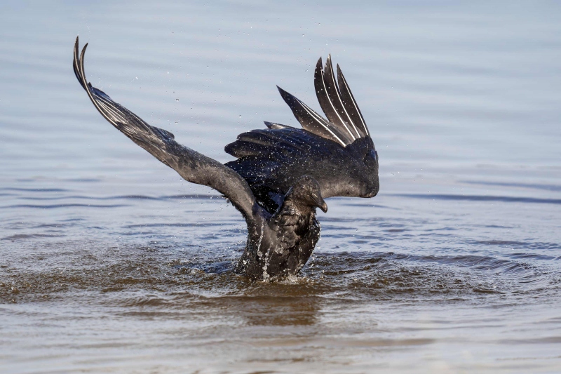 Black-Vulture-3200-mid-bath-_A936157-Indian-Lake-Estates-FL-33855-Enhanced-NR