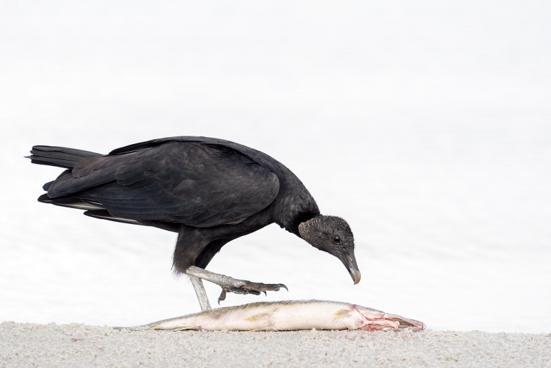 Black-Vulture-3200-scavenging-Florida-Gar-_A934676-Indian-Lake-Estates-FL-33855-Enhanced-NR