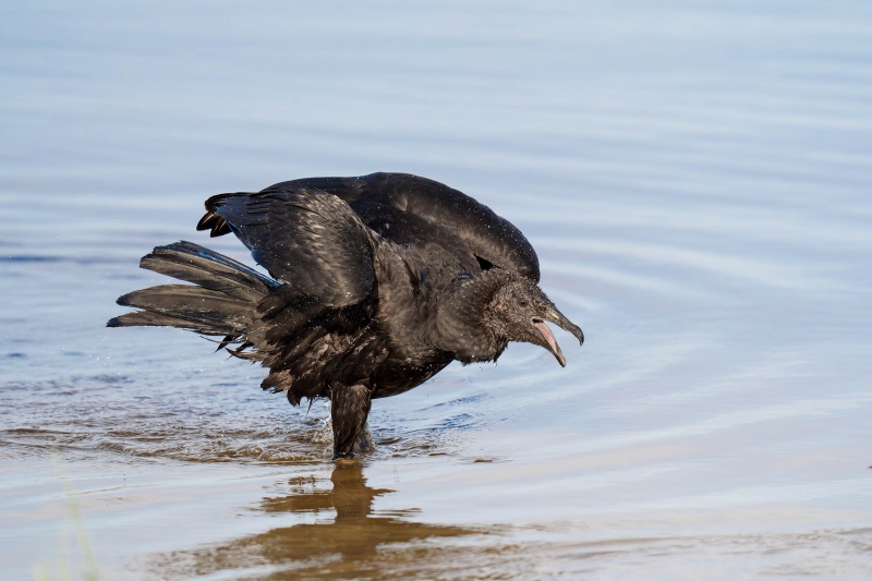 Black-Vulture-3200-stretching-after-bath-with-bill-open-_A936103-Indian-Lake-Estates-FL-33855-Enhanced-NR