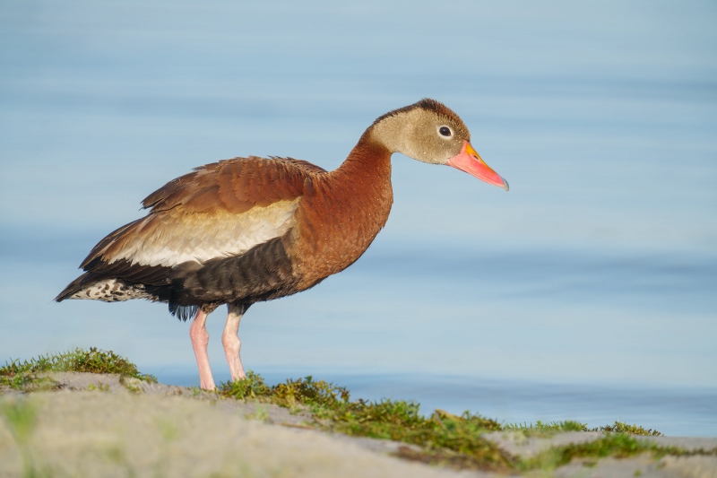 Black-bellied-Whistling-Duck-3200-after-bath-_DSC5315-Indian-Lake-Estates-FL-33855-Enhanced-NR