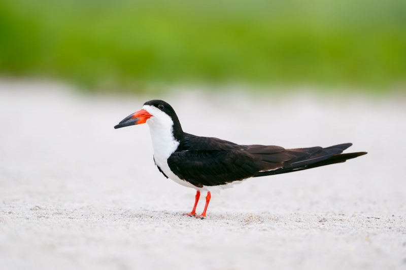 Black-skimmer-adult-3200-Pat-FISHB-_A933406-Nickerson-Beach-Park-LI-NY-Enhanced-NR