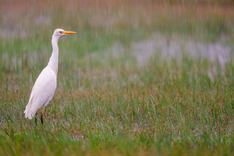 Cattle-Egret-3200-in-rain-_DSC1994-Indian-Lake-Estates-FL-33855-Enhanced-NR